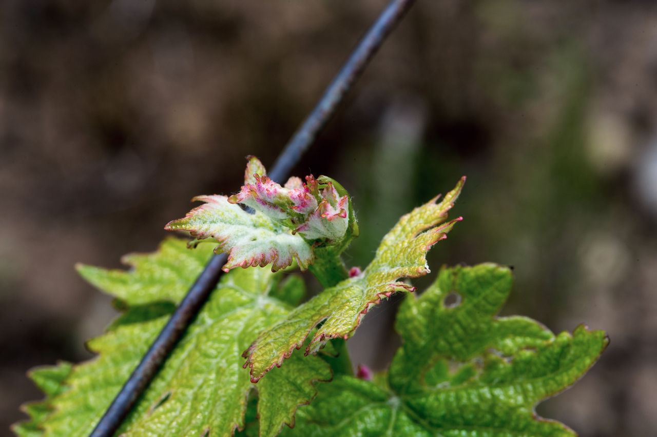 Vignoble Macro 4-Feuilles sorties 2467